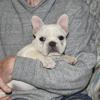 Carla, a female French Bulldog for sale in Coleman, OK – Photo 8 of 10