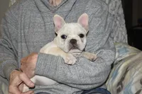 Carla, a female French Bulldog for sale in Coleman, OK – Photo 8 of 10