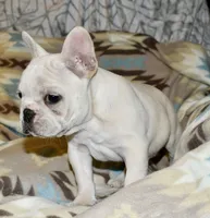 Carla, a female French Bulldog for sale in Coleman, OK – Photo 4 of 10