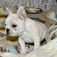 Carla, a female French Bulldog for sale in Coleman, OK – Photo 9 of 10