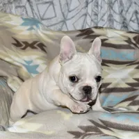 Carla, a female French Bulldog for sale in Coleman, OK – Photo 3 of 10