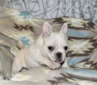 Carla, a female French Bulldog for sale in Coleman, OK – Photo 3 of 10