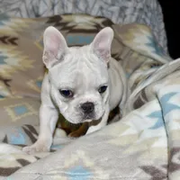 Carla, a female French Bulldog for sale in Coleman, OK – Photo 7 of 10