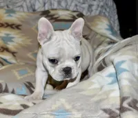 Carla, a female French Bulldog for sale in Coleman, OK – Photo 7 of 10