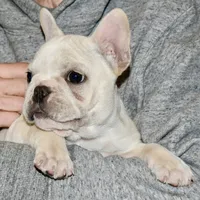 Carla, a female French Bulldog for sale in Coleman, OK – Photo 1 of 10