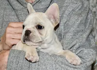 Carla, a female French Bulldog for sale in Coleman, OK – Photo 1 of 10