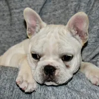 Carla, a female French Bulldog for sale in Coleman, OK – Photo 10 of 10