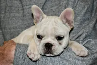 Carla, a female French Bulldog for sale in Coleman, OK – Photo 10 of 10