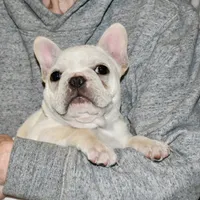 Carla, a female French Bulldog for sale in Coleman, OK – Photo 6 of 10