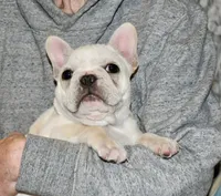 Carla, a female French Bulldog for sale in Coleman, OK – Photo 6 of 10