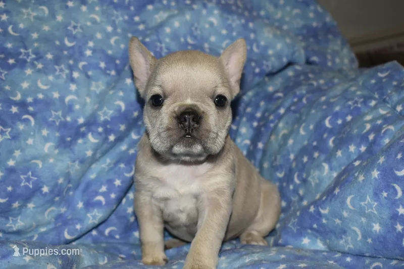 Juliet – French Bulldog puppy for sale in Coleman, OK