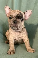 Bruno, a male French Bulldog for sale in Coleman, OK – 8 of 9