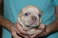 Louie, a male French Bulldog for sale in Coleman, OK – 3 of 4