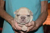 Leo, a male French Bulldog for sale in Coleman, OK – 3 of 4