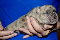 Bruno, a male French Bulldog for sale in Coleman, OK – 1 of 6