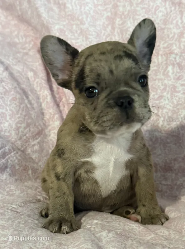Beyoncé  – French Bulldog puppy for sale in Coleman, OK