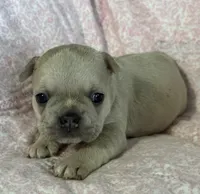Juliet, a female French Bulldog for sale in Coleman, OK – 2 of 4