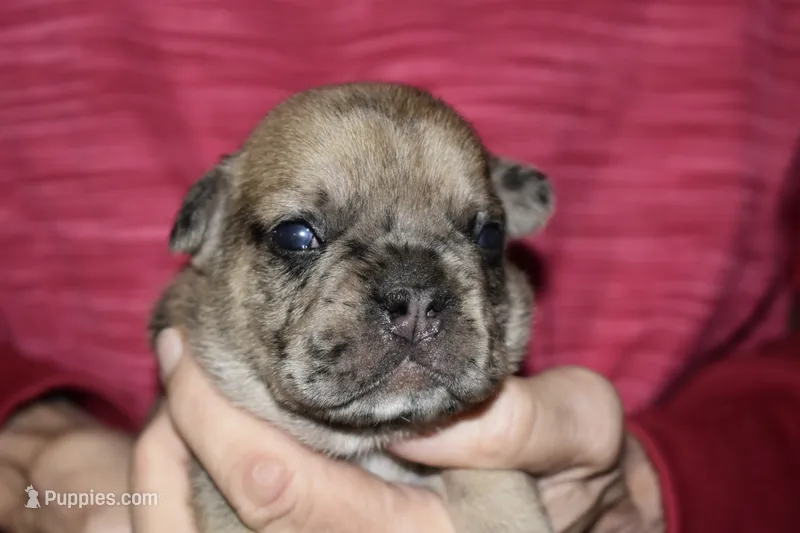 Lincoln  – French Bulldog puppy for sale in Coleman, OK