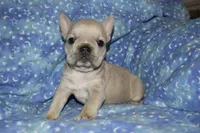 Juliet (lilac), a female French Bulldog for sale in Coleman, OK – 5 of 9