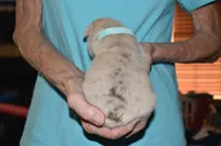 Leo, a male French Bulldog for sale in Coleman, OK – 2 of 4