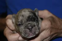 Bruno, a male French Bulldog for sale in Coleman, OK – 3 of 6