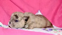 Beyoncé , a female French Bulldog for sale in Coleman, OK – 10 of 10