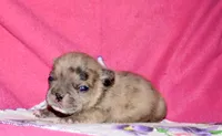 Beyoncé , a female French Bulldog for sale in Coleman, OK – 7 of 10