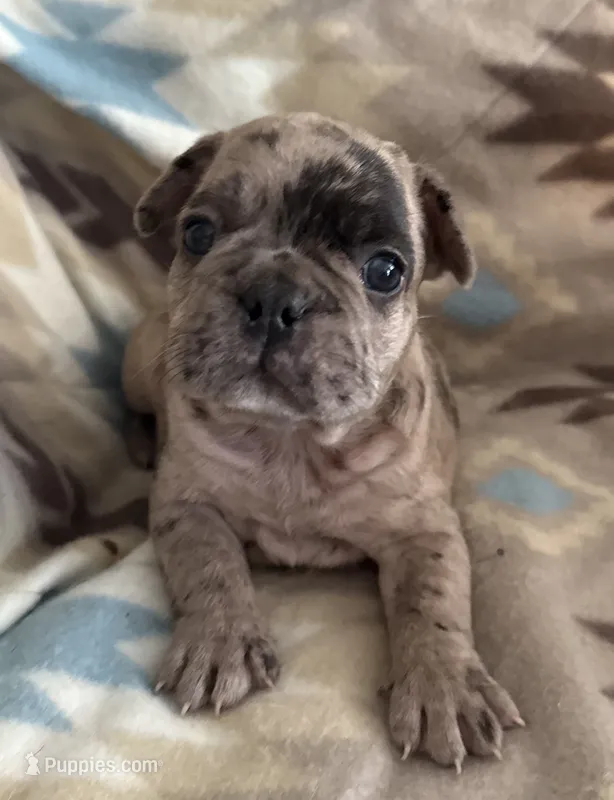 Bruno – French Bulldog puppy for sale in Coleman, OK