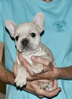 Juliet (lilac), a female French Bulldog for sale in Coleman, OK – 6 of 9