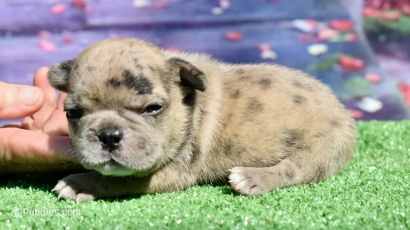 Beyoncé  – French Bulldog puppy for sale in Coleman, OK