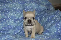 Juliet (lilac), a female French Bulldog for sale in Coleman, OK – 3 of 9