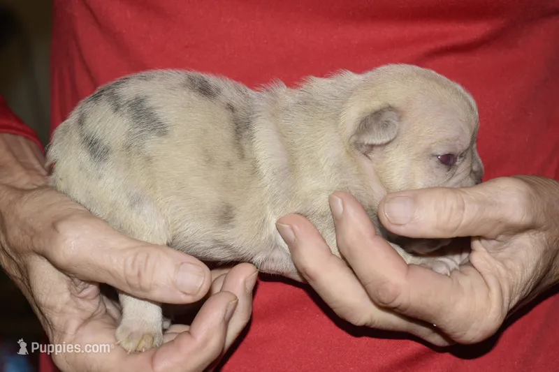 Liam – French Bulldog puppy for sale in Coleman, OK