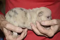 Liam, a male French Bulldog for sale in Coleman, OK – 1 of 2
