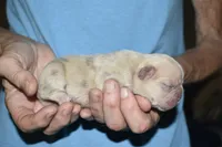 Leanardo, a male French Bulldog for sale in Coleman, OK – 2 of 4