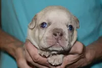 Louie, a male French Bulldog for sale in Coleman, OK – 4 of 4
