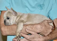 Juliet (lilac), a female French Bulldog for sale in Coleman, OK – 9 of 9