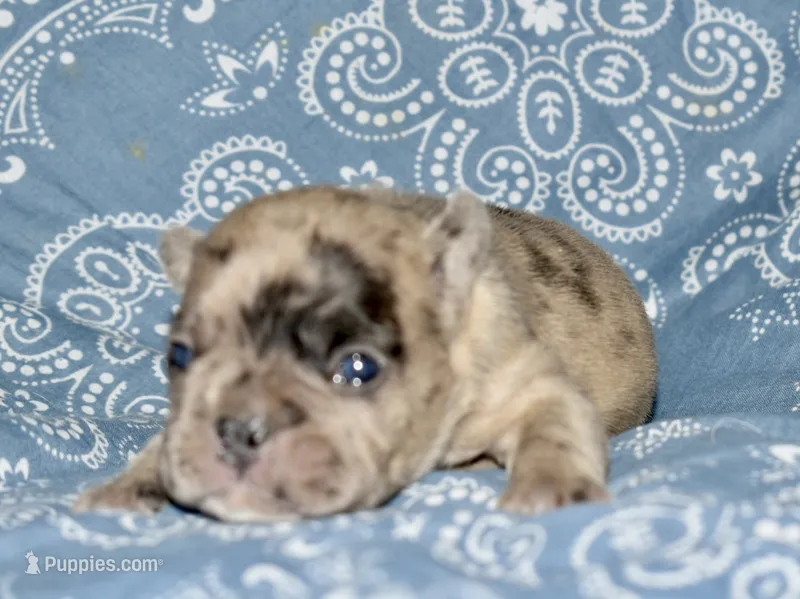 Bruno – French Bulldog puppy for sale in Coleman, OK