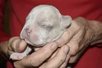 Loki, a male French Bulldog for sale in Coleman, OK – 2 of 2