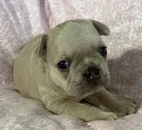 Juliet, a female French Bulldog for sale in Coleman, OK – 3 of 4