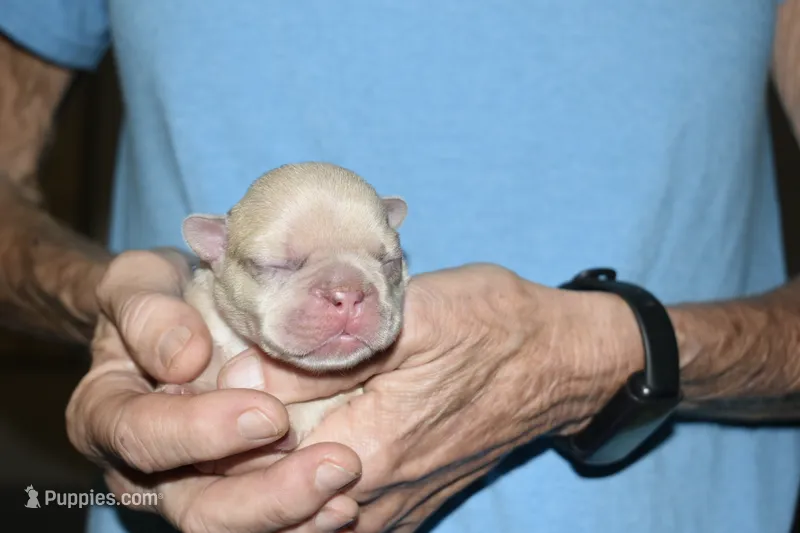 Leanardo – French Bulldog puppy for sale in Coleman, OK