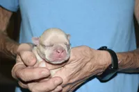 Leanardo, a male French Bulldog for sale in Coleman, OK – 1 of 4