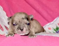 Beyoncé , a female French Bulldog for sale in Coleman, OK – 9 of 10