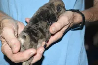 Lincoln , a male French Bulldog for sale in Coleman, OK – 5 of 7