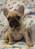 Sawyer, a male French Bulldog for sale in Coleman, OK – Photo 8 of 8