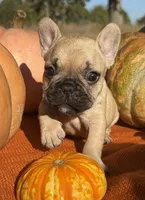 Sawyer, a male French Bulldog for sale in Coleman, OK – Photo 4 of 8