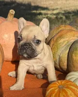 Sawyer, a male French Bulldog for sale in Coleman, OK – Photo 2 of 8