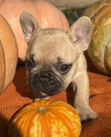 Sawyer, a male French Bulldog for sale in Coleman, OK – Photo 5 of 8