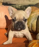 Sawyer, a male French Bulldog for sale in Coleman, OK – Photo 3 of 8