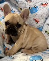 Sawyer, a male French Bulldog for sale in Coleman, OK – Photo 1 of 8