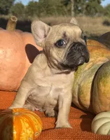 Sawyer, a male French Bulldog for sale in Coleman, OK – Photo 6 of 8